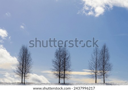 Birches against a beautiful cloudy blue sky