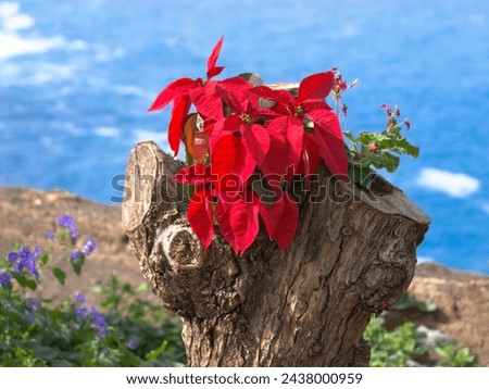 red poinsettia  plant on a tree stump Royalty-Free Stock Photo #2438000959