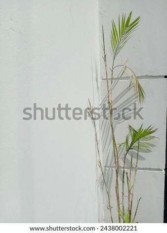 Aesthetic plant pictures, plant in the sunlight with white wall background  