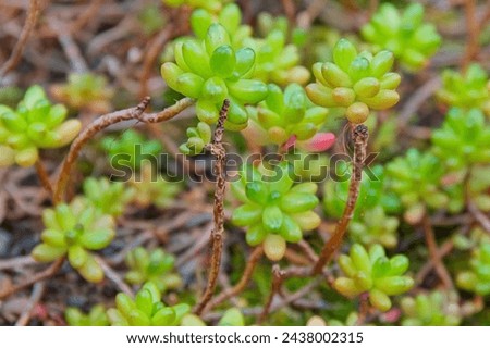 Closeup of Sedum rubrotinctum, commonly known as jelly-beans, jelly bean plant, or pork and beans, is a species of Sedum from the plant family Crassulaceae. It is native to Mexico. Royalty-Free Stock Photo #2438002315