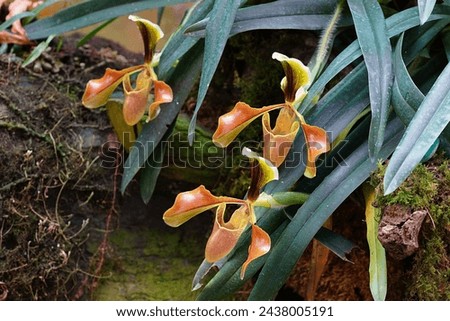 Paphiopedilum villosum (Lindl.) Stein often called the Venus slipper or lady slipper orchid.It is known only from on locality in Doi Inthanon Mountains of northern Thailand.