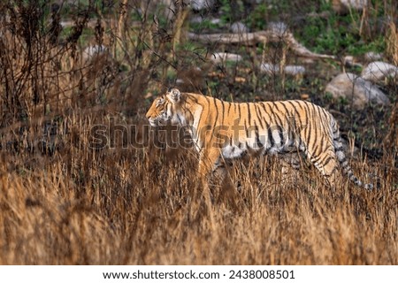 indian wild female tiger or panthera tigris side profile walking or territory stroll prowl terai region forest in natural scenic grassland in day safari at jim corbett national park uttarakhand india Royalty-Free Stock Photo #2438008501