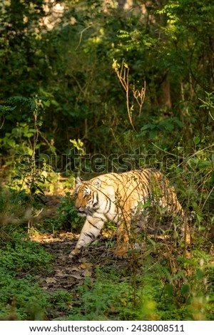 indian wild female tiger or panthera tigris side profile roaming in jungle walking or territory stroll in terai region forest in natural scenic green background in day safari in india Royalty-Free Stock Photo #2438008511
