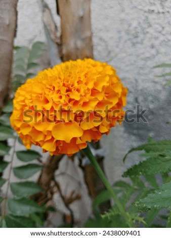 Marigold flowers are known for their vibrant colors and are commonly used in decorations, religious ceremonies, and festivals in India. They hold cultural significance and are often associated with au