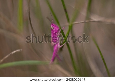 Pink grasshopper pink bush cricket grass closeup macro photography Royalty-Free Stock Photo #2438010649