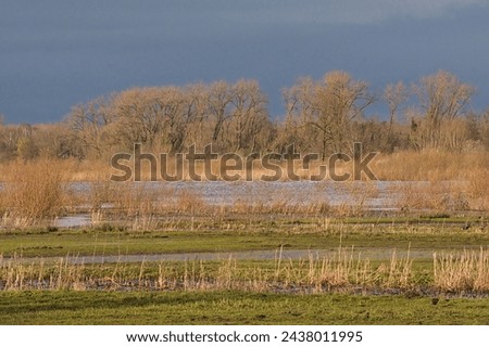 sunny meadow with bare willow  trees and reed under dark rainclouds in the wetlands of Bourgoyen nature reserve, Ghent, Flanders, Belgium Royalty-Free Stock Photo #2438011995