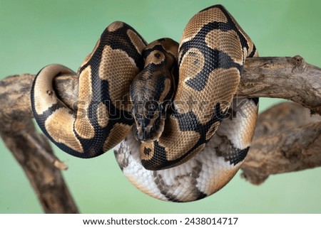 The Ball Python (Python regius) also called the Royal Python, is a python species native to West and Central Africa. Royalty-Free Stock Photo #2438014717