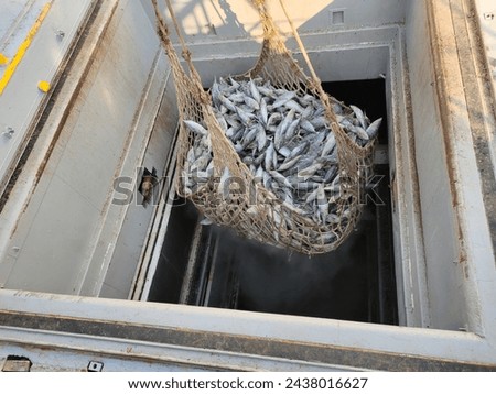 Transshipment of frozen Skipjack and Yellowfin tuna mix size inside net, in carrier. Hangs out from hatch, cold storage on ship into the truck and transport to factory in port and unloading concept Royalty-Free Stock Photo #2438016627