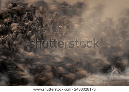 Slow pan of blue wildebeest entering river