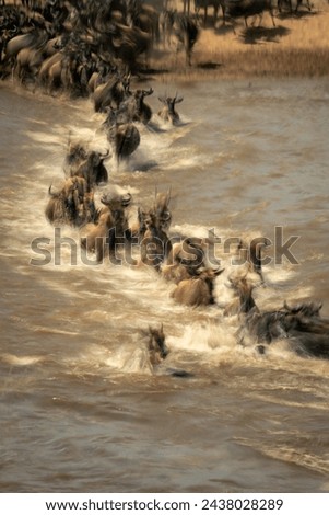 Slow pan of wildebeest crossing shallow river