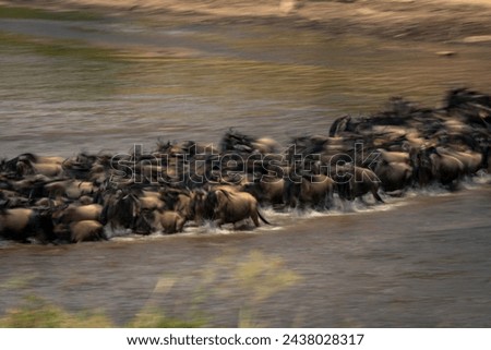 Slow pan of wildebeest crossing Mara shallows