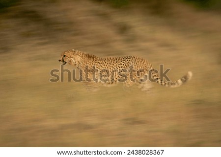 Slow pan of cheetah walking across savanna