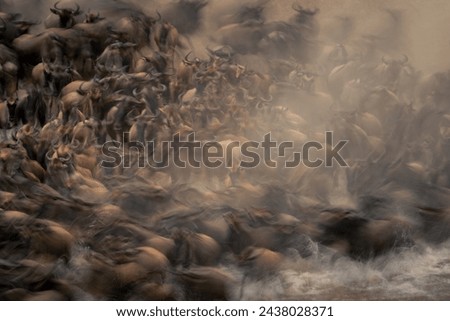 Slow pan of blue wildebeest while crossing