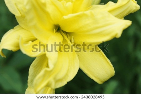 Gorgeous Yellow Double Blooming Daylily close up Royalty-Free Stock Photo #2438028495