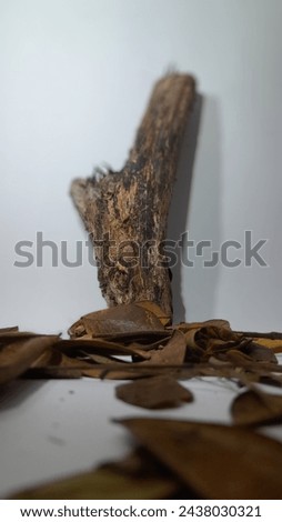 Original photo without editing of a weathered tree trunk with a white background