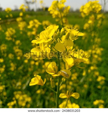 Turnip rape, a member of the Brassica family, is a versatile crop prized for its nutritious leaves and oil-rich seeds. It grows quickly, displaying vibrant green foliage and small yellow flowers. Royalty-Free Stock Photo #2438031203