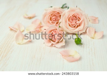 Background of beige roses with petals