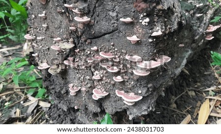 Ear fungus grows on logs in the rainy season