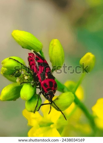 Eurydema ornata Beautiful Bug Picture