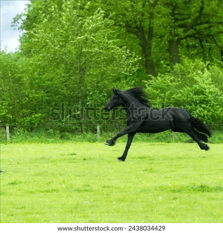 Beautiful picture black horse and plant