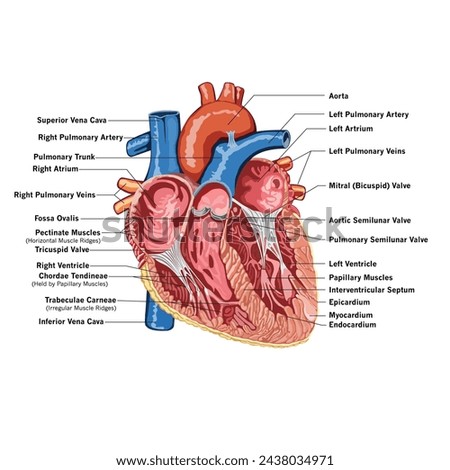 Heart Anatomy. 
heart system.
Components of the heart. Royalty-Free Stock Photo #2438034971
