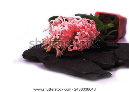 Hyacinth flowers in a pot with soil. On a white isolated background. Spring flower, purple, flower garden. Rose. Geocinth. irises.birthday. Valentine's Day. March 8. Holiday concept. Place for text