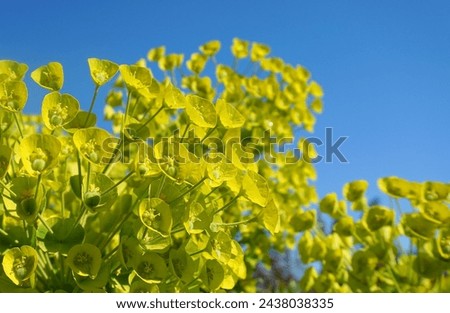 Euphorbia Myrsinites flowering evergreen perenial plant close up.  Also known as myrtle spurge, blue spurge or broad-leaved glaucous-spurge. Royalty-Free Stock Photo #2438038335