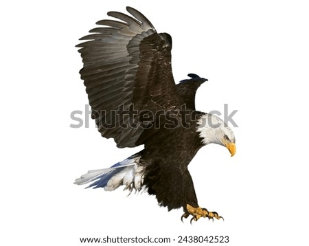 Bald eagle bird ,eagle claws in flight
