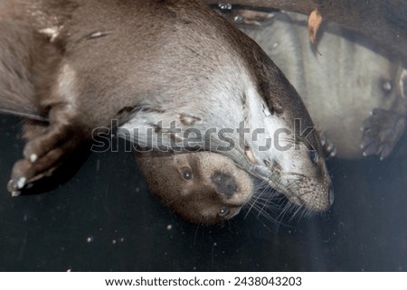 otter underwater close up portrait while looking at you
