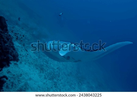 An isolated Manta coming to you in the blue background Royalty-Free Stock Photo #2438043225