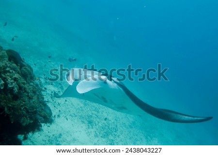 An isolated Manta in the blue sea background Royalty-Free Stock Photo #2438043227