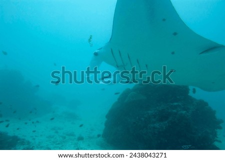 An isolated Manta in the blue sea background Royalty-Free Stock Photo #2438043271