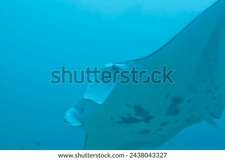 An isolated Manta in the blue sea background Royalty-Free Stock Photo #2438043327