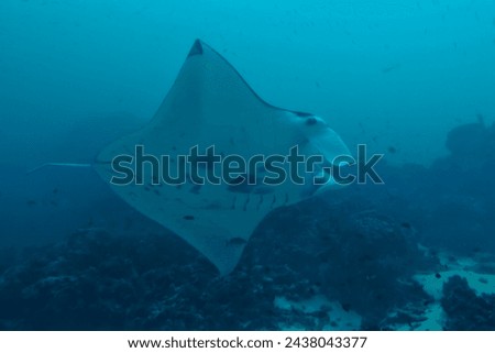 An isolated Manta coming to you in the blue background Royalty-Free Stock Photo #2438043377