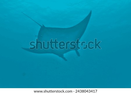 An isolated Manta coming to you in the blue background Royalty-Free Stock Photo #2438043417