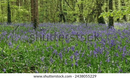 Bluebells carpet the forest floor of Killinthomas Woods, their delicate blooms heralding the arrival of a new season filled with hope and renewal. Royalty-Free Stock Photo #2438055229