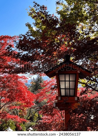 Bright red autumn leaves in Japan. Autumn leaves in Japan in the fall. Bright blue sky astonishingly mesmerises the picture.