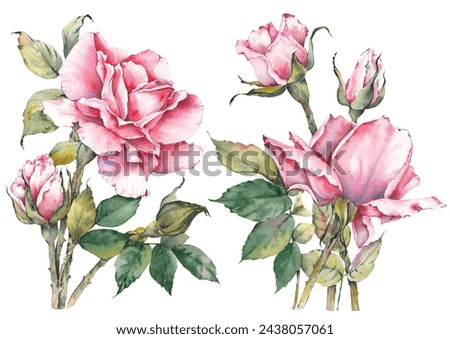 Watercolor botanical painting of pink rose flowers. Clip art isolated on white background.