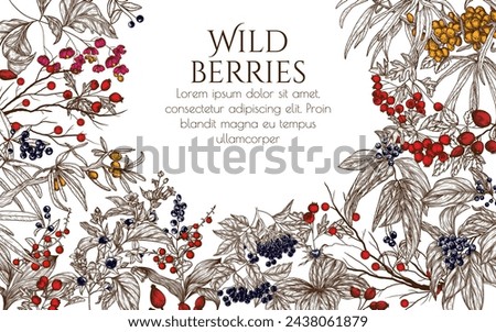 Vector frame of forest berries. Cornus sanguinea, sea buckthorn, rose hips, ligustrum, hawthorn, elderberry, paris quadrifolia, lily of the valley berries, euonymus, belladonna