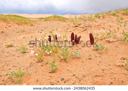 Goyo flower on Gobi desert, Mongolia Royalty-Free Stock Photo #2438062435