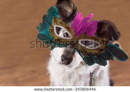 Border Collie Australian shepherd mix dog wearing feather mask masquerade costume bead necklace in observance celebration of carnival mardi gras looking at camera and ready to party have fun celebrate Royalty-Free Stock Photo #243806446