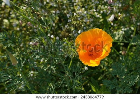 Bright orange California poppy in a garden
