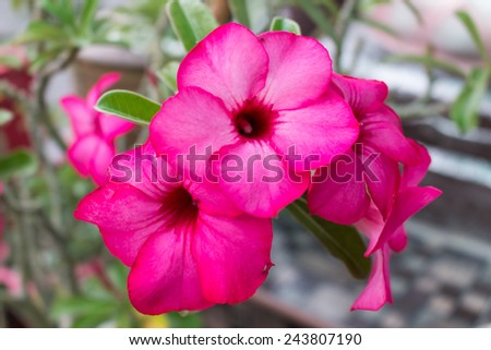 Adenium obesum, Desert Rose, Impala Lily, Mock Azalea background