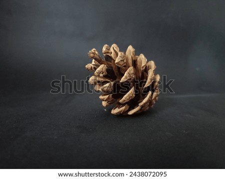 spruce cone isolated on black background