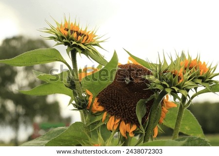Beautiful yellow sun flower in field