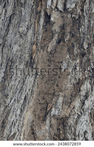 Old tree texture. Bark pattern, For background wood work, Bark of brown hardwood, thick bark hardwood, residential house wood. nature, tree, bark, hardwood, trunk, tree , tree trunk close up texture Royalty-Free Stock Photo #2438072859