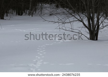 White hare tracks on white snow