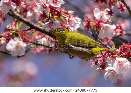Bird perched on a sakura tree in Shinjuku Gyoen, Tokyo, Japan. Taken on 14th March, 2024. Royalty-Free Stock Photo #2438077773