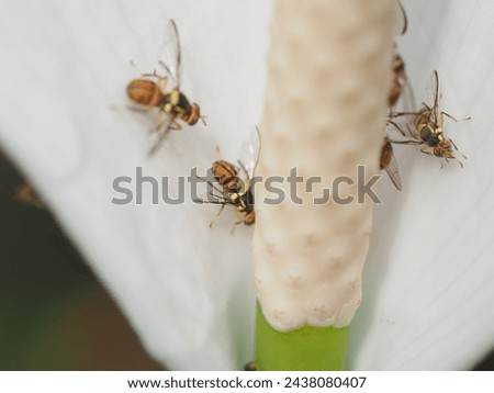 bugs in a selective focus 