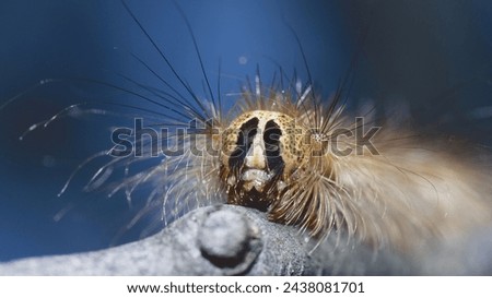 the head of gypsy moth or spongy moth caterpillar, Lymantria dispar, Erebidae
 Royalty-Free Stock Photo #2438081701